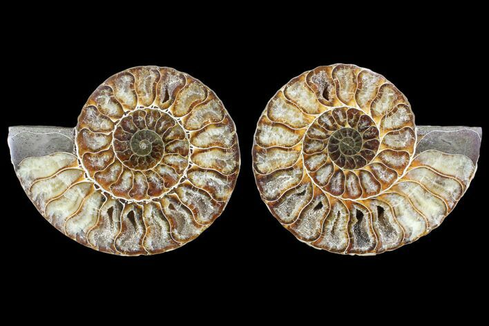 Cut & Polished Ammonite Fossil - Agatized #103082